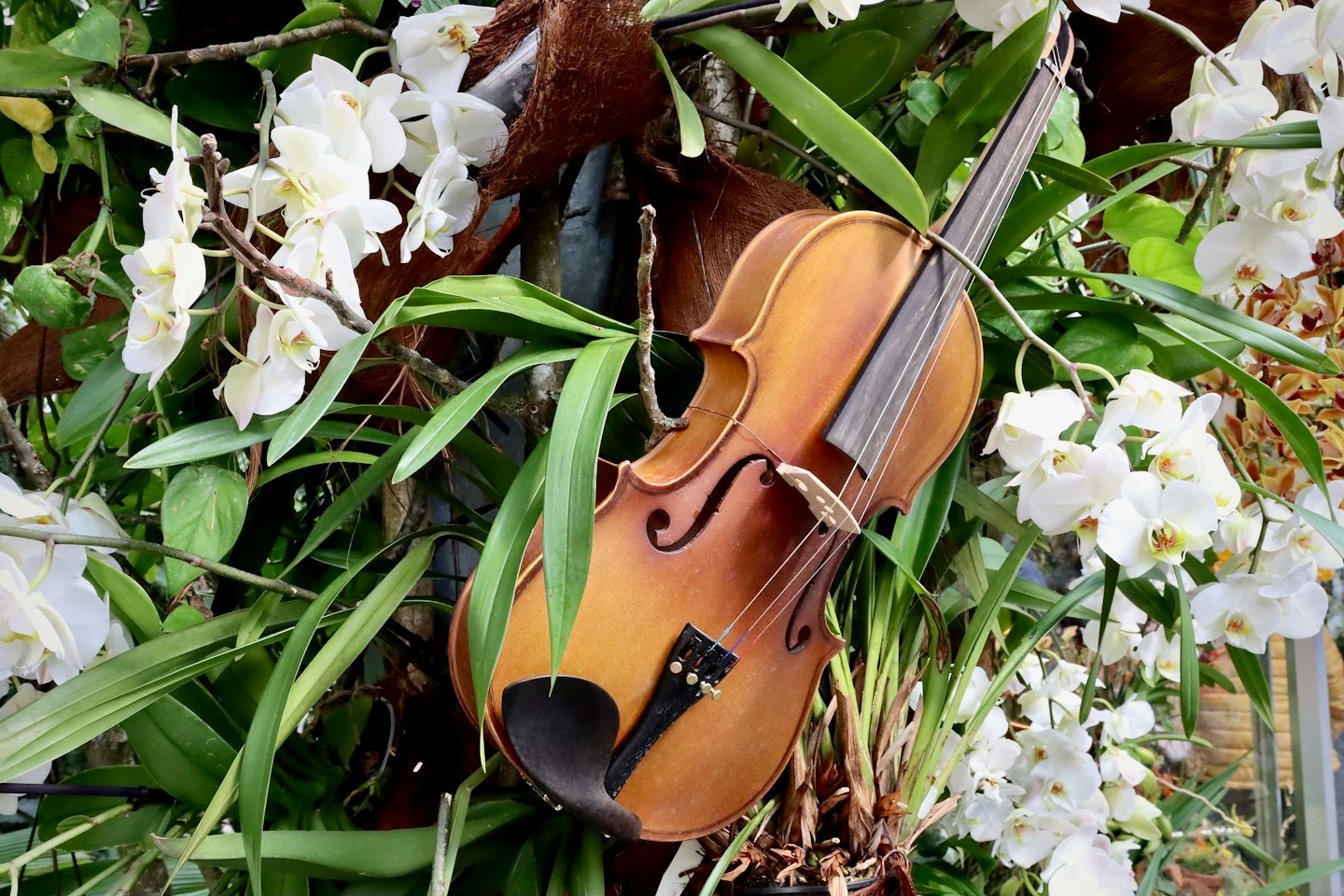 Violino di legno tra foglie verdi e orchidee bianche.